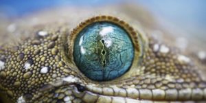 A gecko’s eye