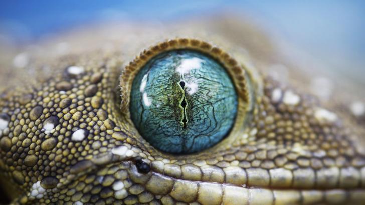A gecko's eye
