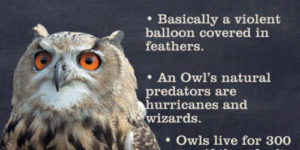 What the heck is an owl