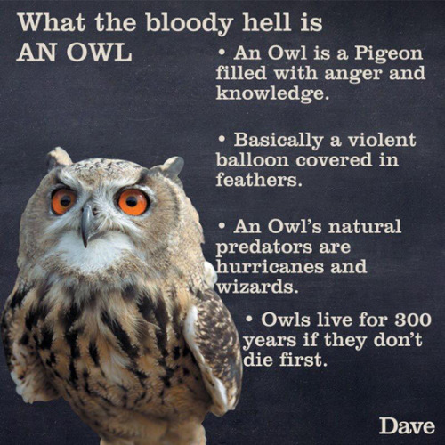 What the heck is an owl