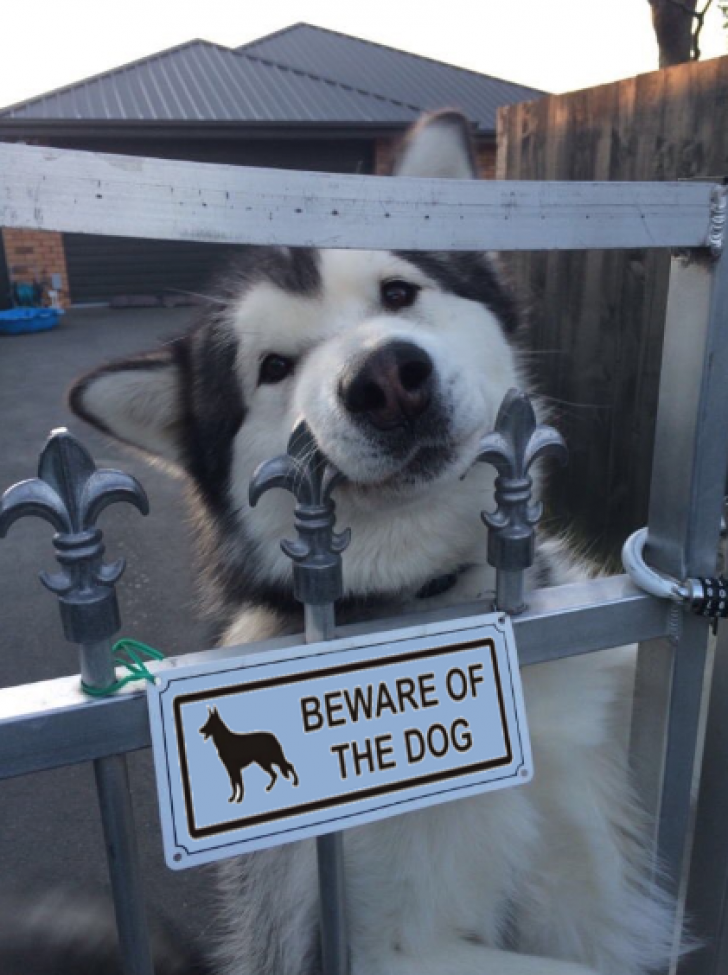 "Beware of the dog"