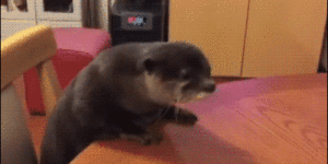 Never piss off an otter