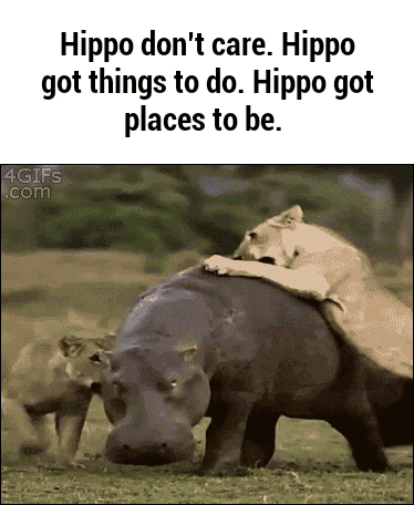 Hippos generally do not care.