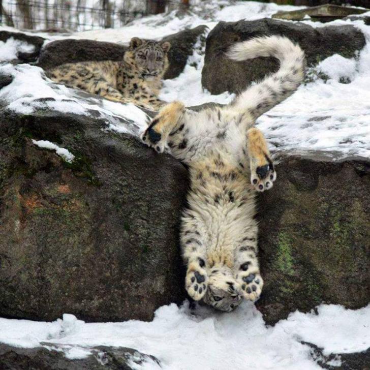 The majestic Snow Leopard.