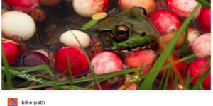 Frog+and+cranberries+it+must+be+fall.