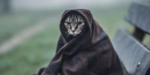 Khajit has wares