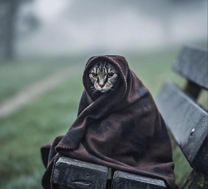 Khajit has wares