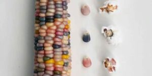 Glass gem corn is my favorite corn.