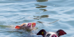 Farmer takes a couple of his pigs to go swimming during heatwave in the Netherlands