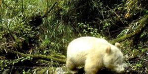 The very first albino panda found wandering in a Chinese forest.