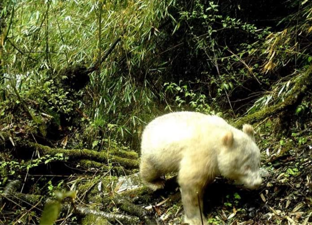 The very first albino panda found wandering in a Chinese forest.