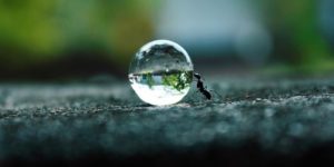 An ant pushing a body of water