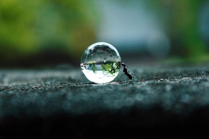 An ant pushing a body of water