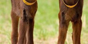 This Is What Moose Babies Look Like