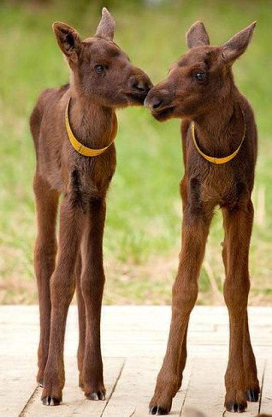 This Is What Moose Babies Look Like