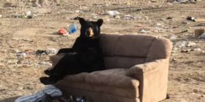 This chill af bear at my local landfill.