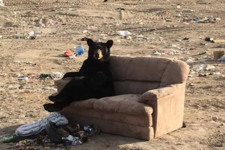 This chill af bear at my local landfill.