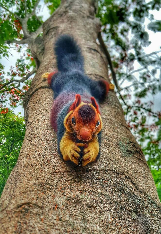 This squirrel is ready for fall.