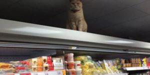 Khajiit Has Wares If You Have Coin…