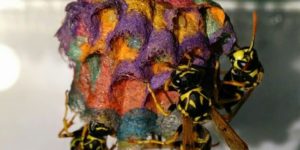 Wasps build a colorful nest after noming on a pad of construction paper.