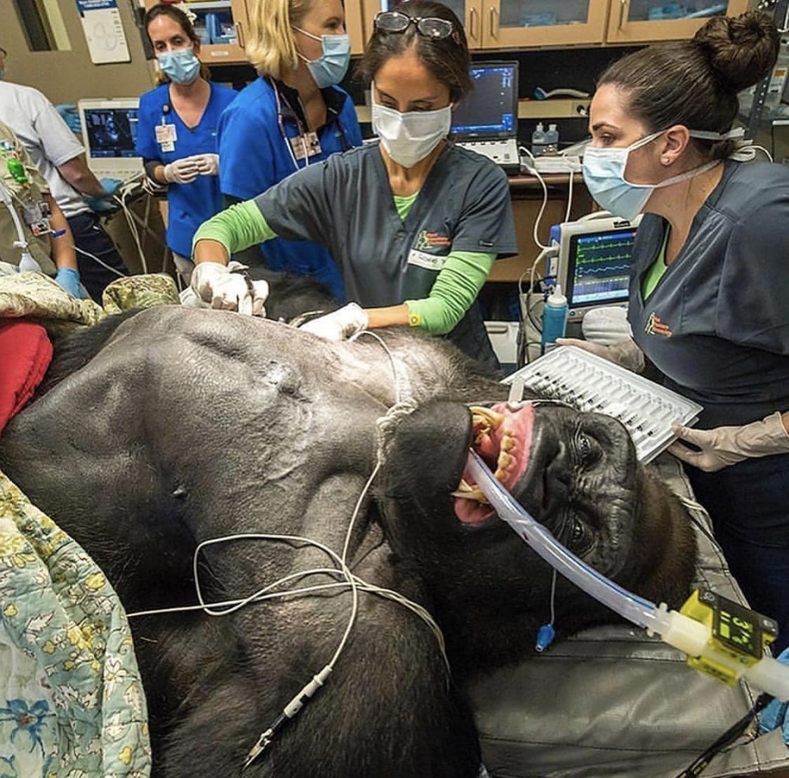 A large gorilla getting a physical. #harambeinpeace