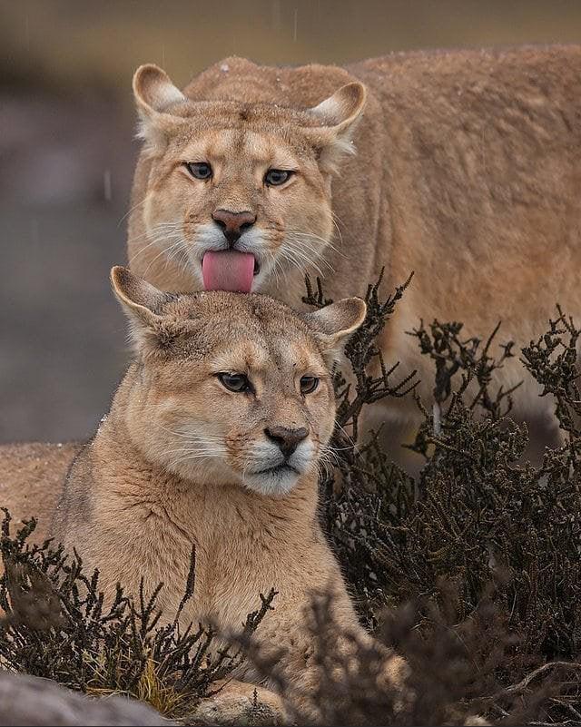 Puma couple goals.