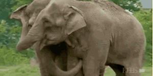 2 circus elephants immediately bond after being separated for 22 years