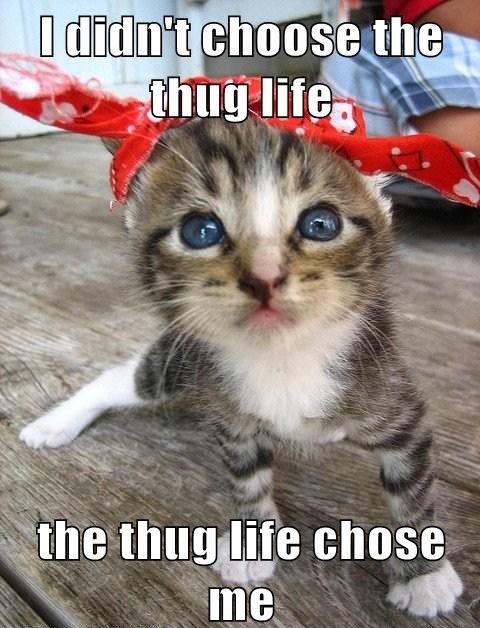 I didn't choose the thug life.