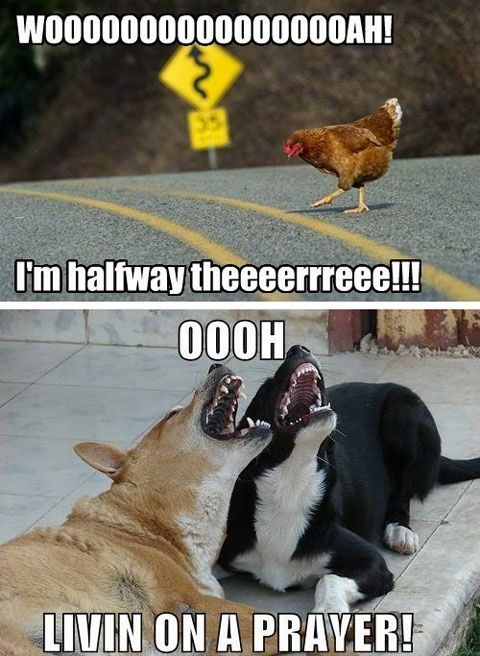 This is why the chicken crossed the road.