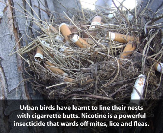 Urban birds.