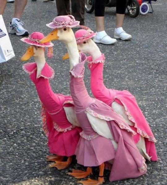 Just a couple of hens out on the town.
