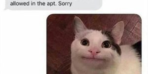Polite cat