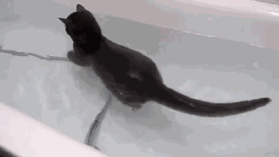 Can a cat really love a bath?