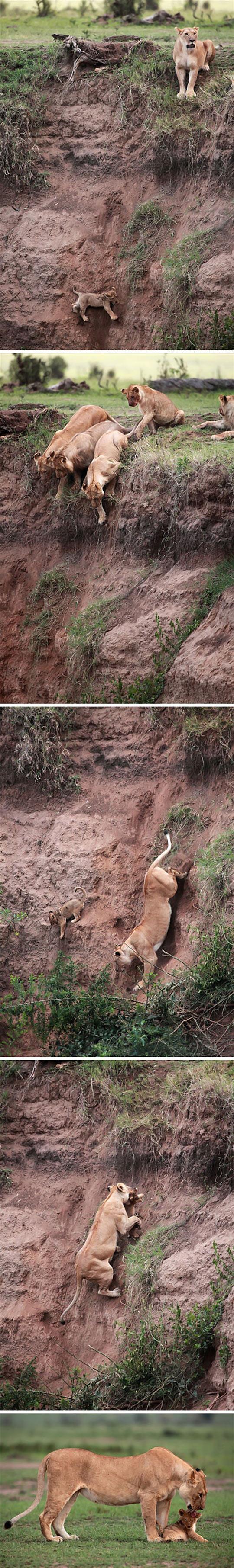 Mother Lion Saves Her Cub