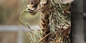 The Sniper Giraffe