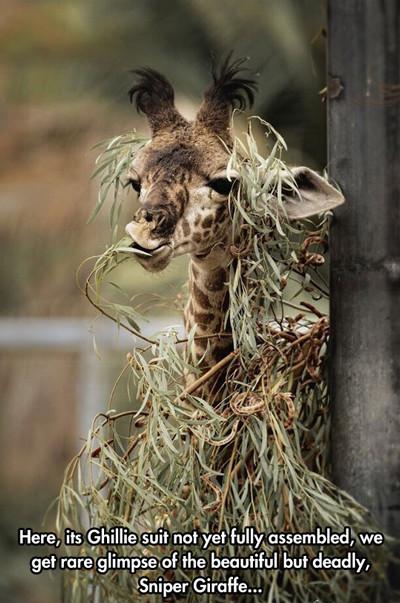 The Sniper Giraffe