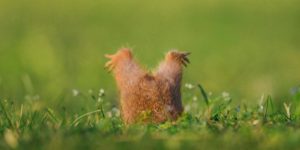 The Majestic European Ground Squirrel