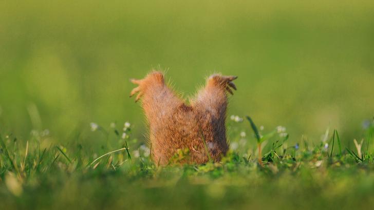 The Majestic European Ground Squirrel