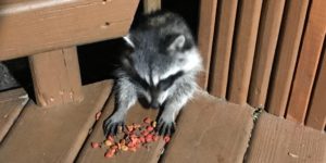 Saved this little guy from drowning during the hurricane. He now lives under the deck.