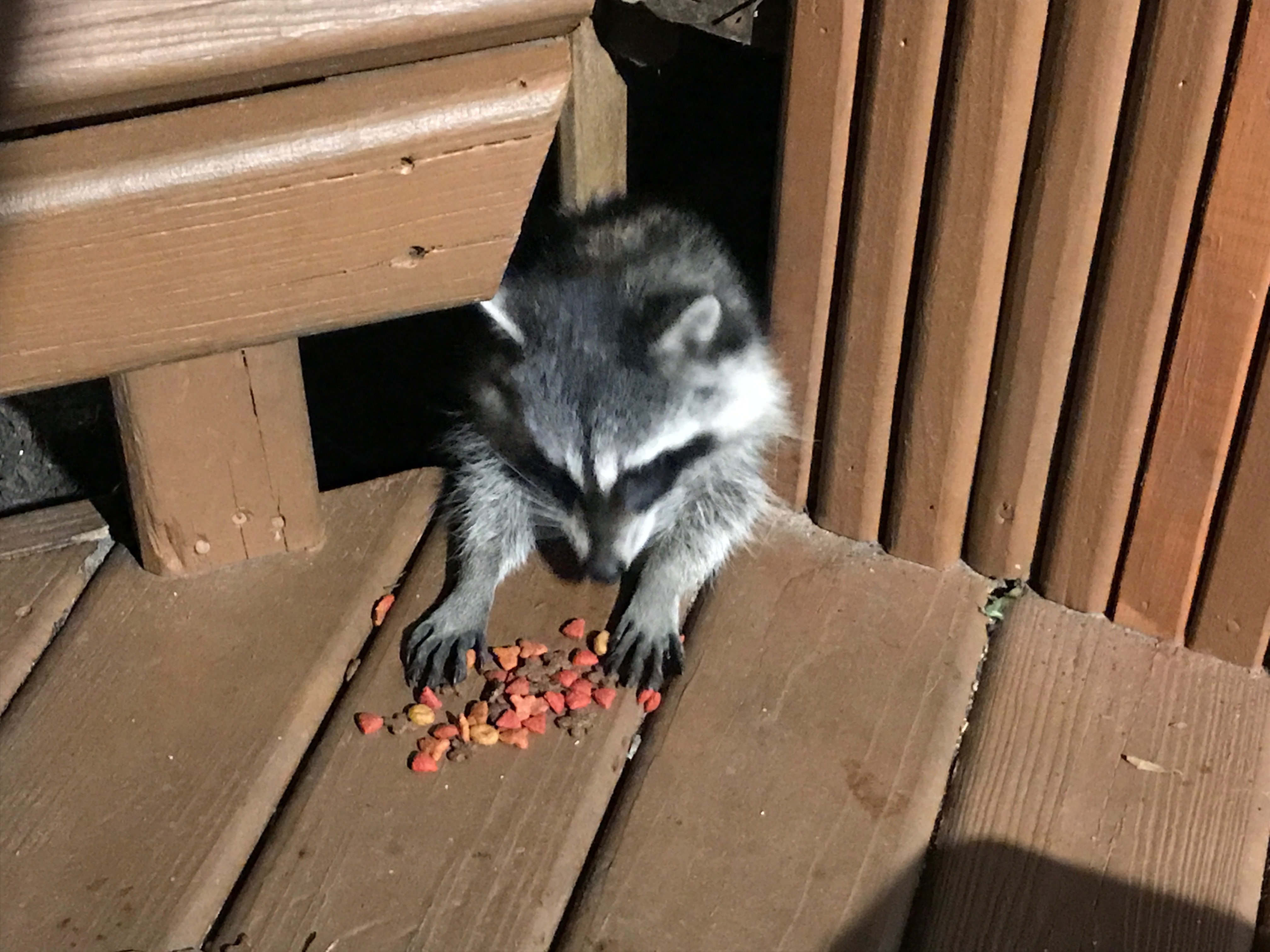 Saved this little guy from drowning during the hurricane. He now lives under the deck.