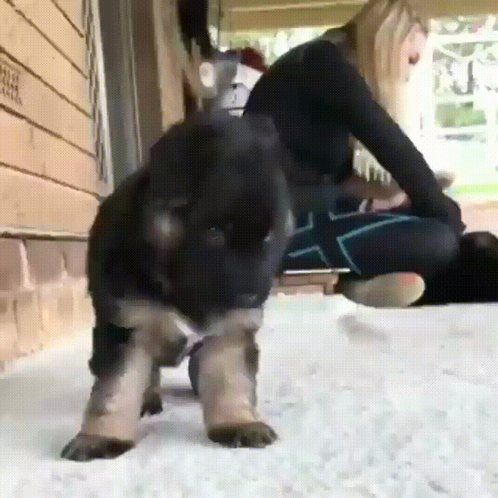 Puppy Attack