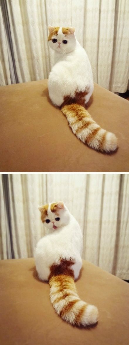 50 percent cat. 50 percent tail. 100 percent adorable.