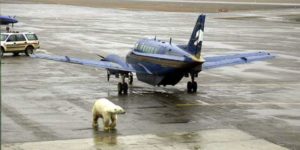 Welcome to Alaska! …Except you can’t get off the plane because there’s a polar bear between you and the terminal who will murder your entire family.