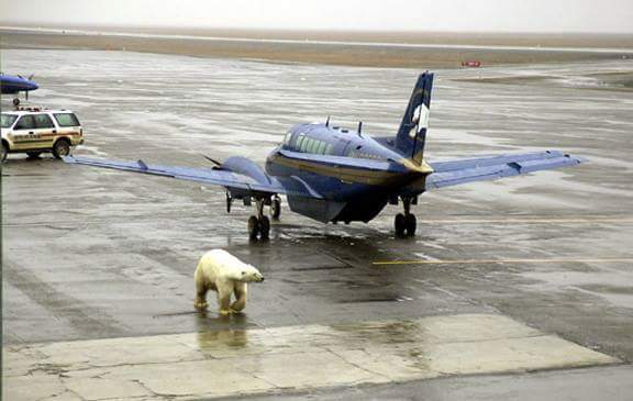 Welcome to Alaska! ...Except you can't get off the plane because there's a polar bear between you and the terminal who will murder your entire family.
