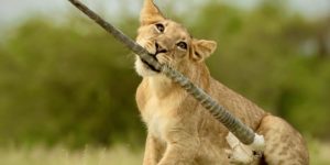 Lion cub playing with a gemsbok horn