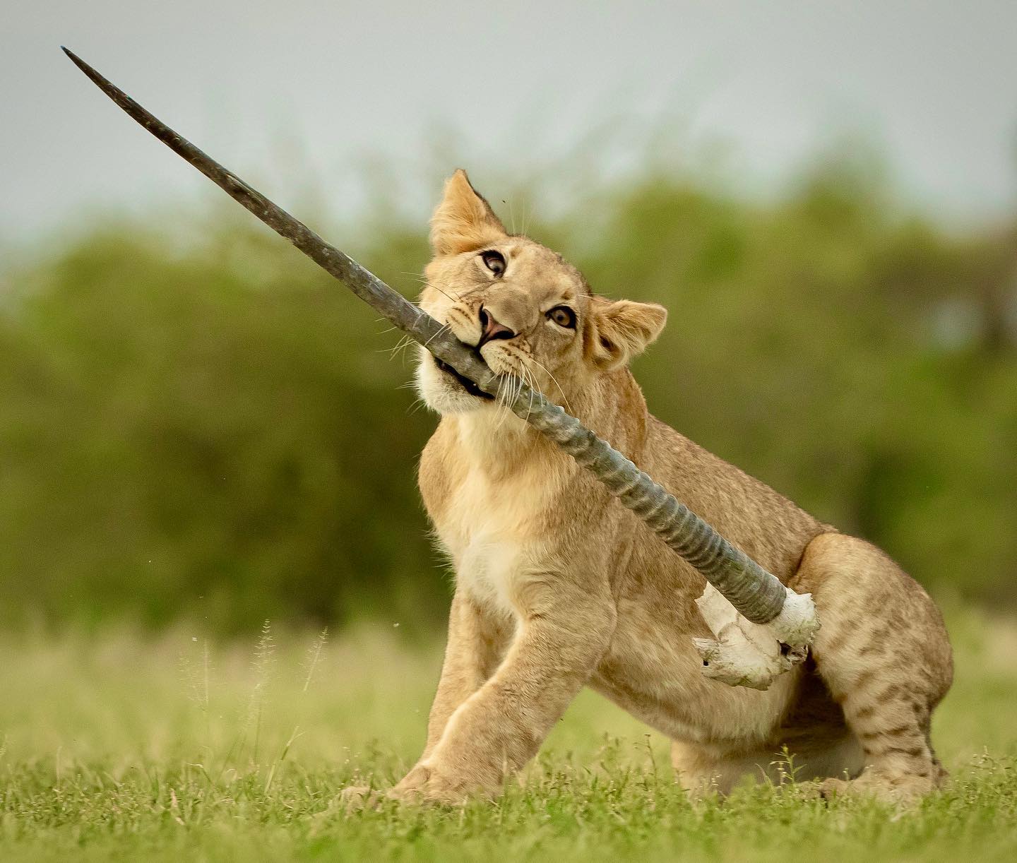 Lion cub playing with a gemsbok horn