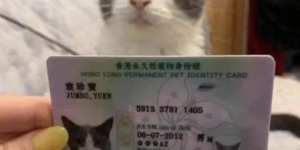Even the furry HK residents have rights.