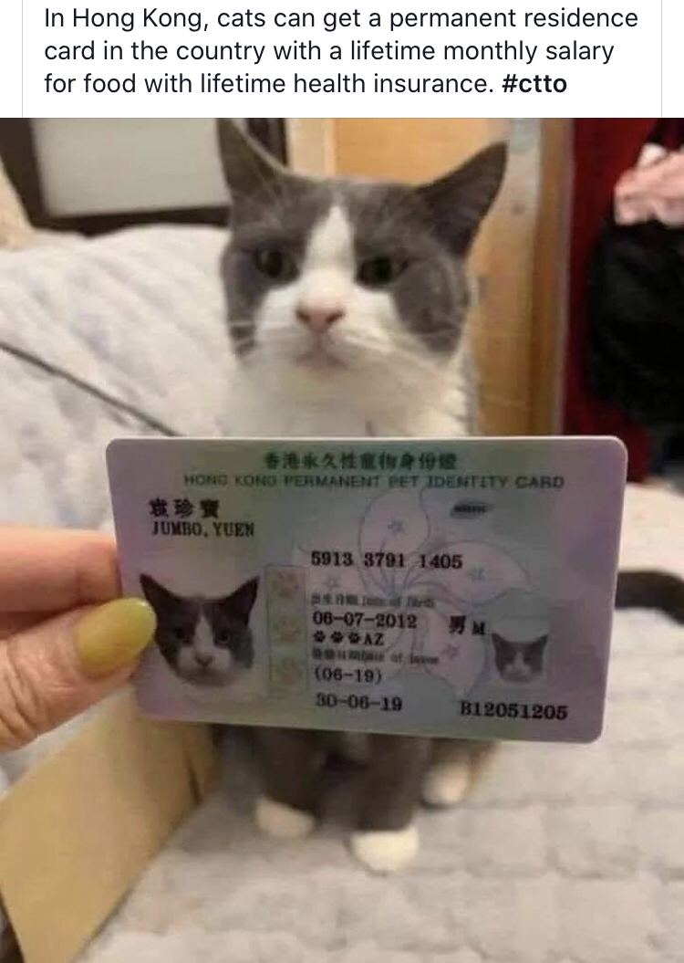 Even the furry HK residents have rights.