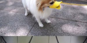 Duckface protective muzzles.