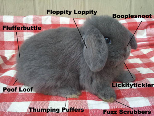 Anatomy of a bunny.